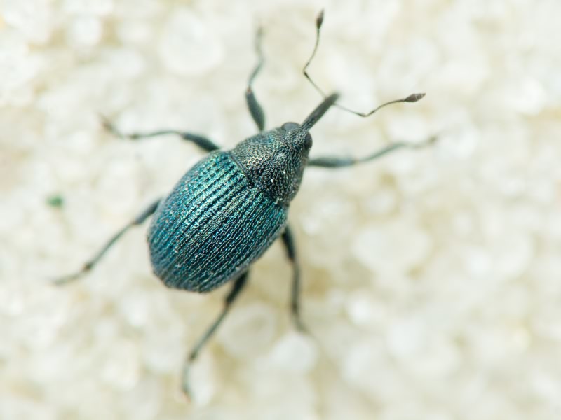 Ceutorhynchus erysimi (Fabricius, 1787)